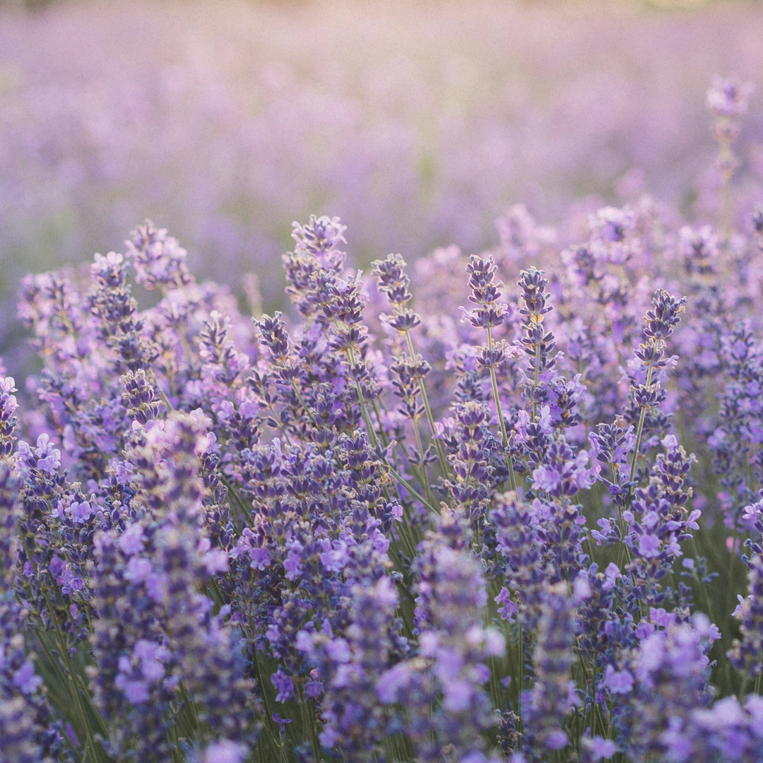 Fusskette Lavender Dream