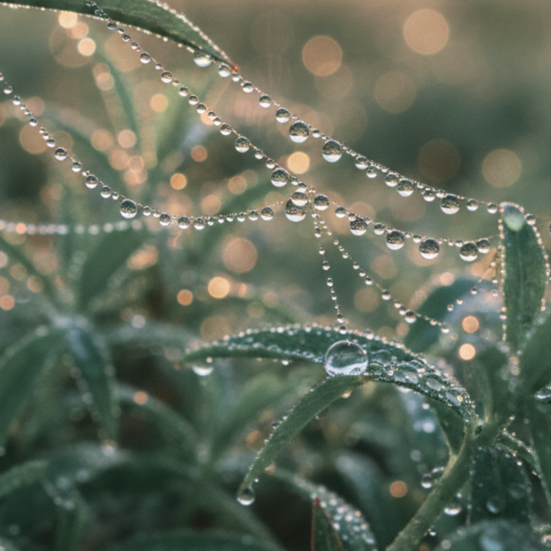 Fusskette Light After Rain