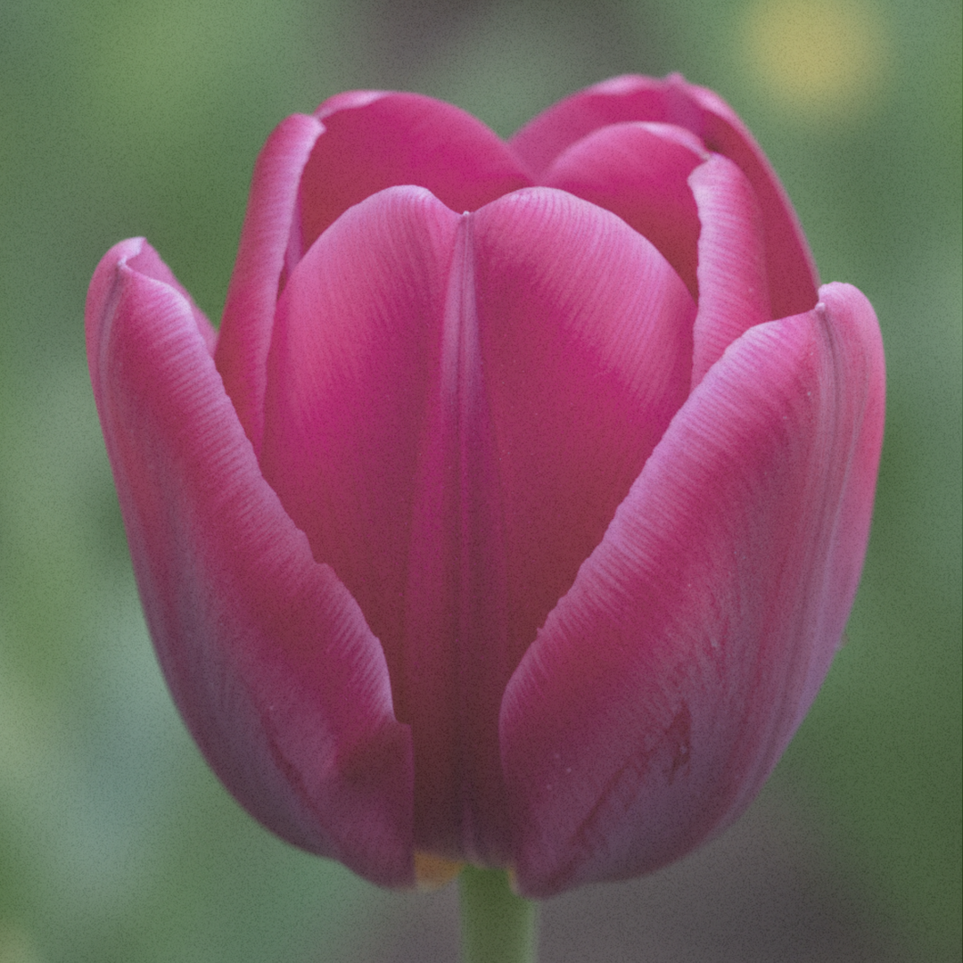 Fusskette Love Grows