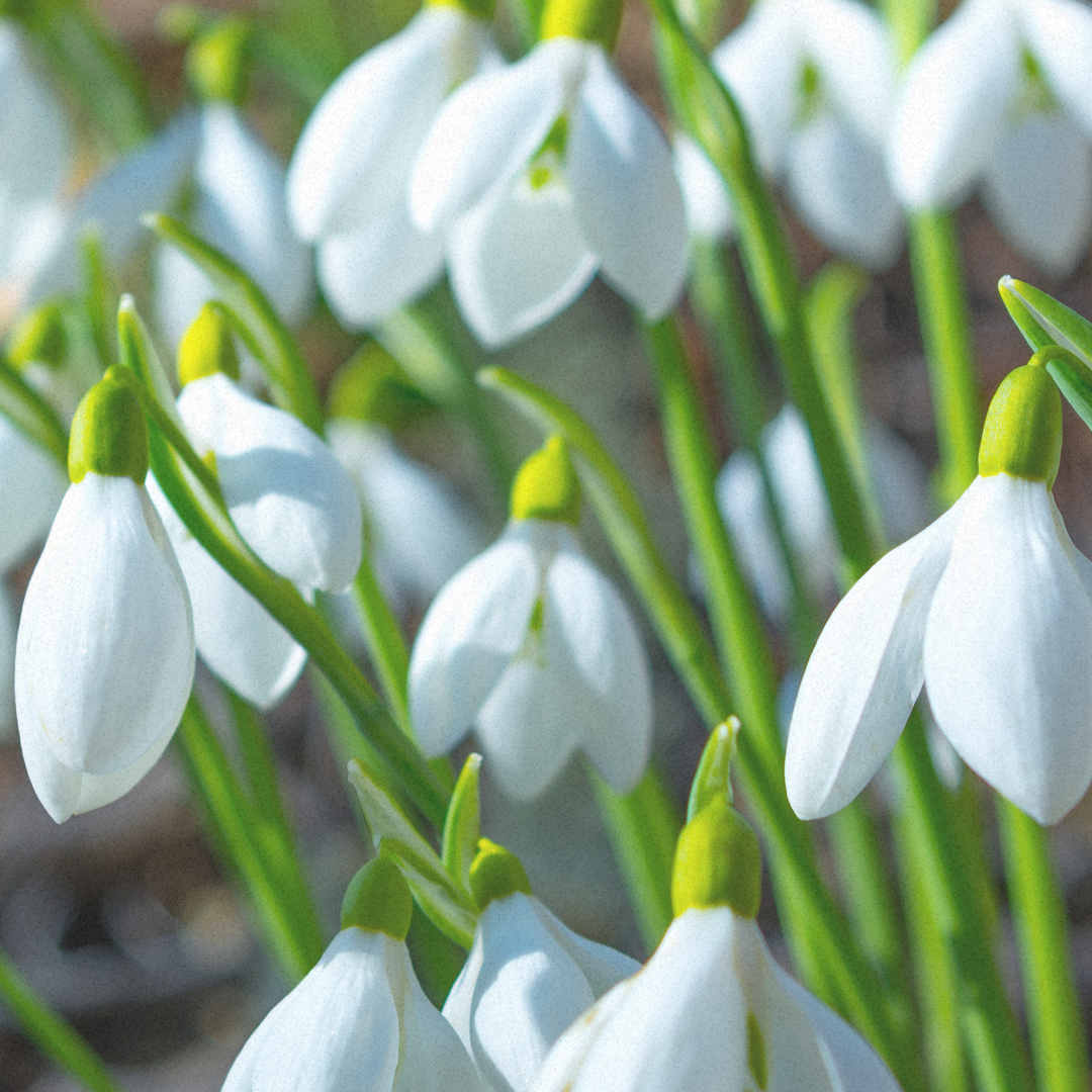 Fusskette Silent Bloom