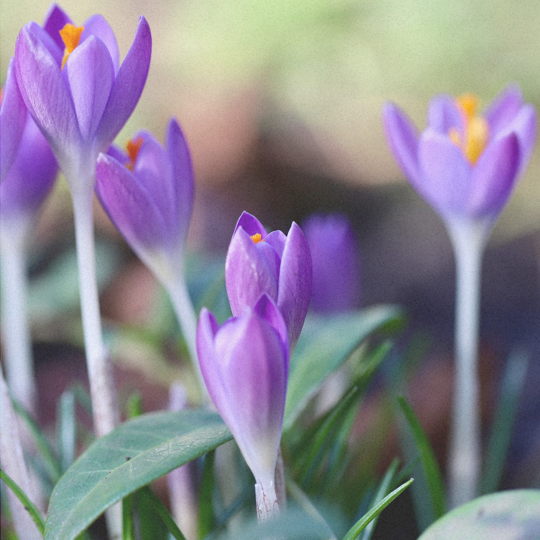 Fusskette Violet Meadow